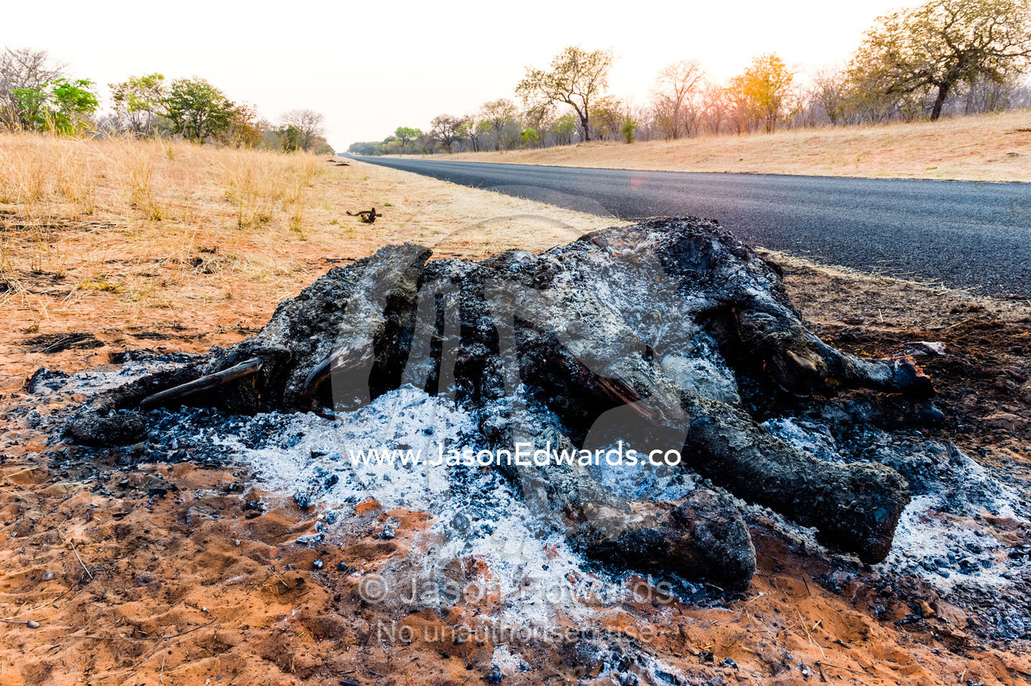 The charred remains of an African elephant slaughtered by poachers for bush meat and burned by National Park rangers to prevent the spread of Anthrax. Chobe National Park, Botswana, Africa.