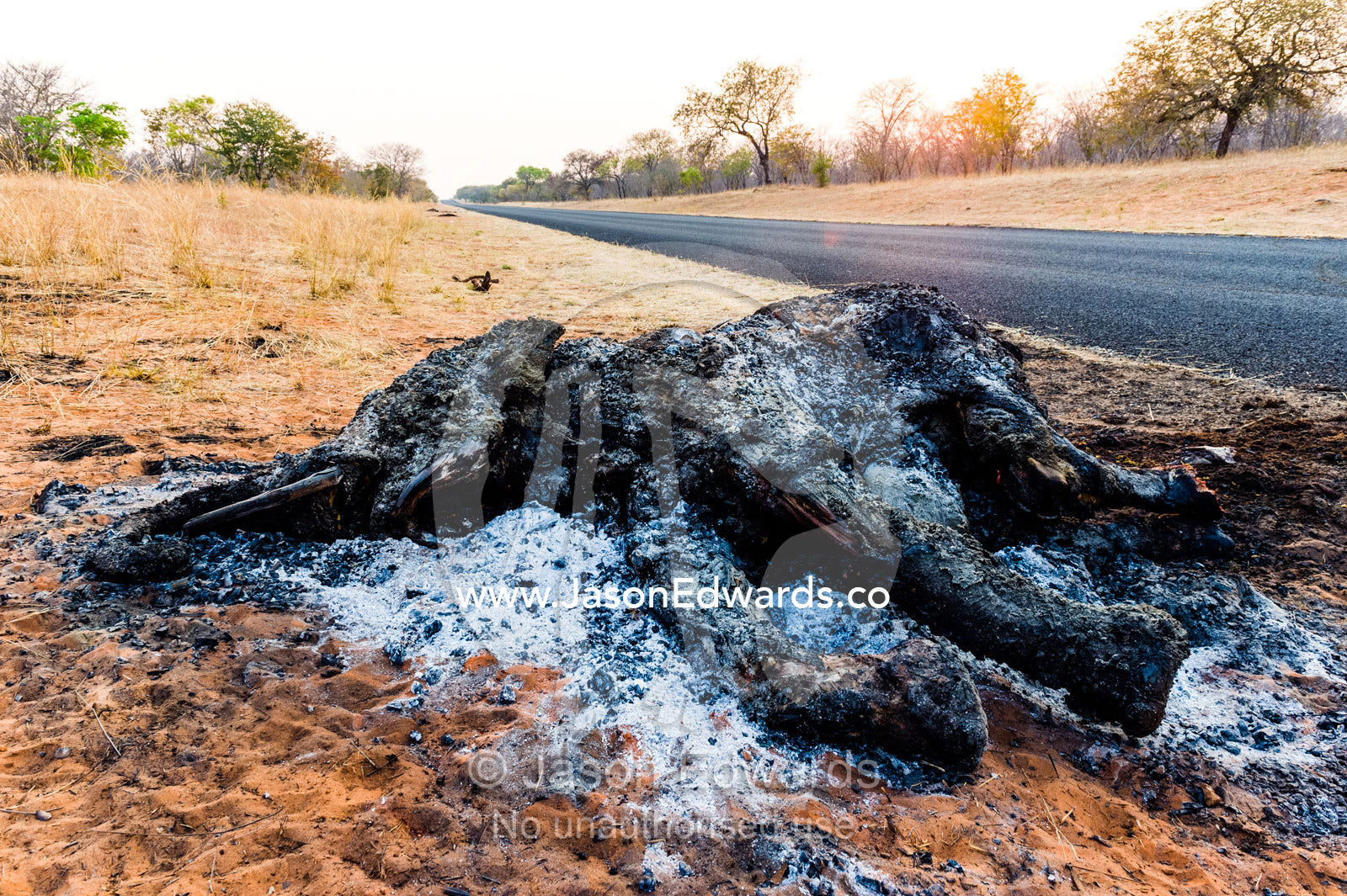 The charred remains of an African elephant slaughtered by poachers for bush meat and burned by National Park rangers to prevent the spread of Anthrax. Chobe National Park, Botswana, Africa.