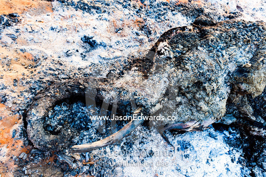 The charred remains of an African elephant slaughtered by poachers for bush meat and burned by National Park rangers to prevent the spread of Anthrax. Chobe National Park, Botswana, Africa.