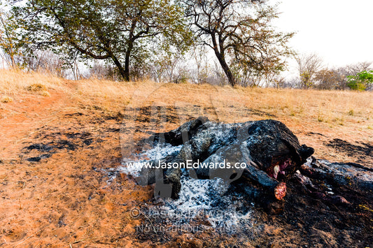 The charred remains of an African elephant slaughtered by poachers for bush meat and burned by National Park rangers to prevent the spread of Anthrax. Chobe National Park, Botswana, Africa.
