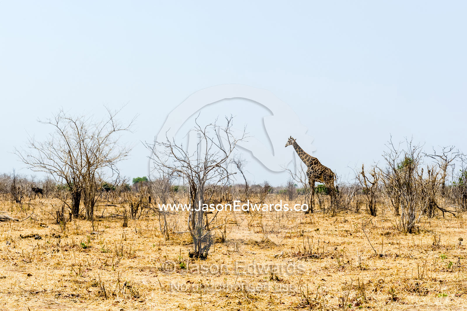 A southern reticulated giraffe in a barren wasteland of smashed trees during the dry season. Chobe National Park, Botswana, Africa.