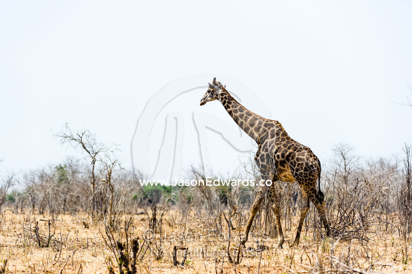 A southern reticulated giraffe in a barren wasteland of smashed trees during the dry season. Chobe National Park, Botswana, Africa.