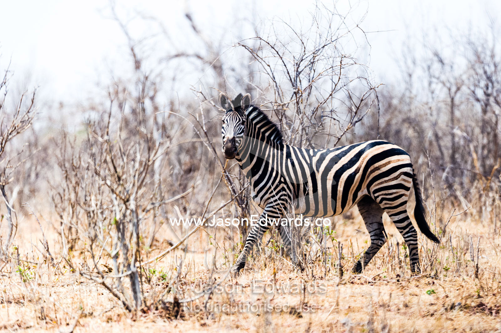 A wary zebra disappearing into an arid and smashed forest at the height of the dry season. Chobe National Park, Botswana, Africa.