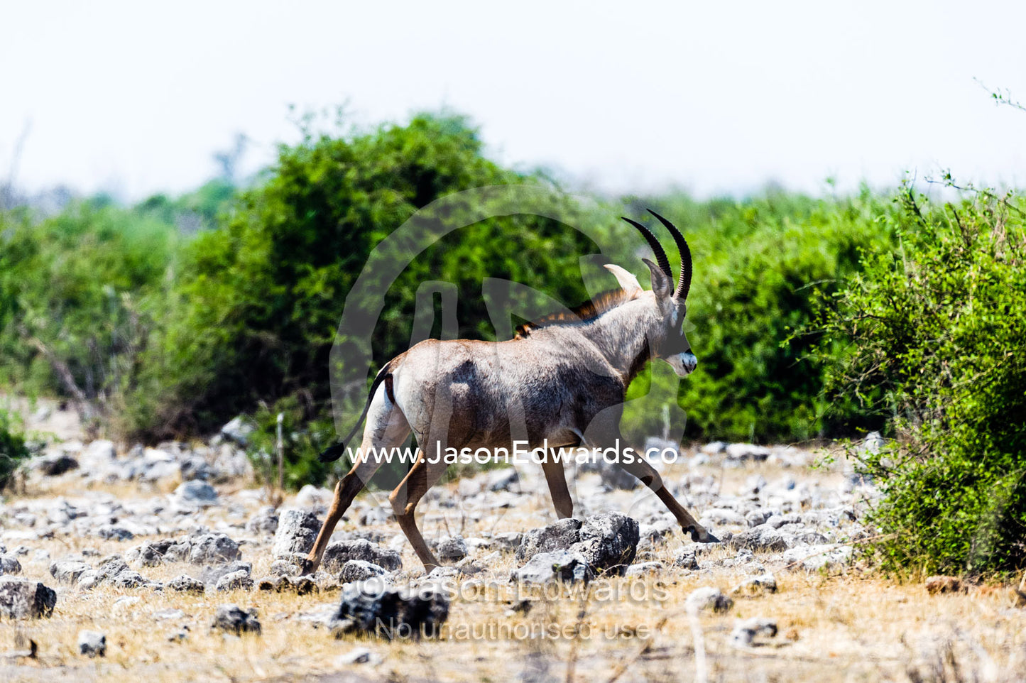 An elusive and wary Roan Antelope running for the shelter of the scrub. Chobe National Park, Botswana, Africa.