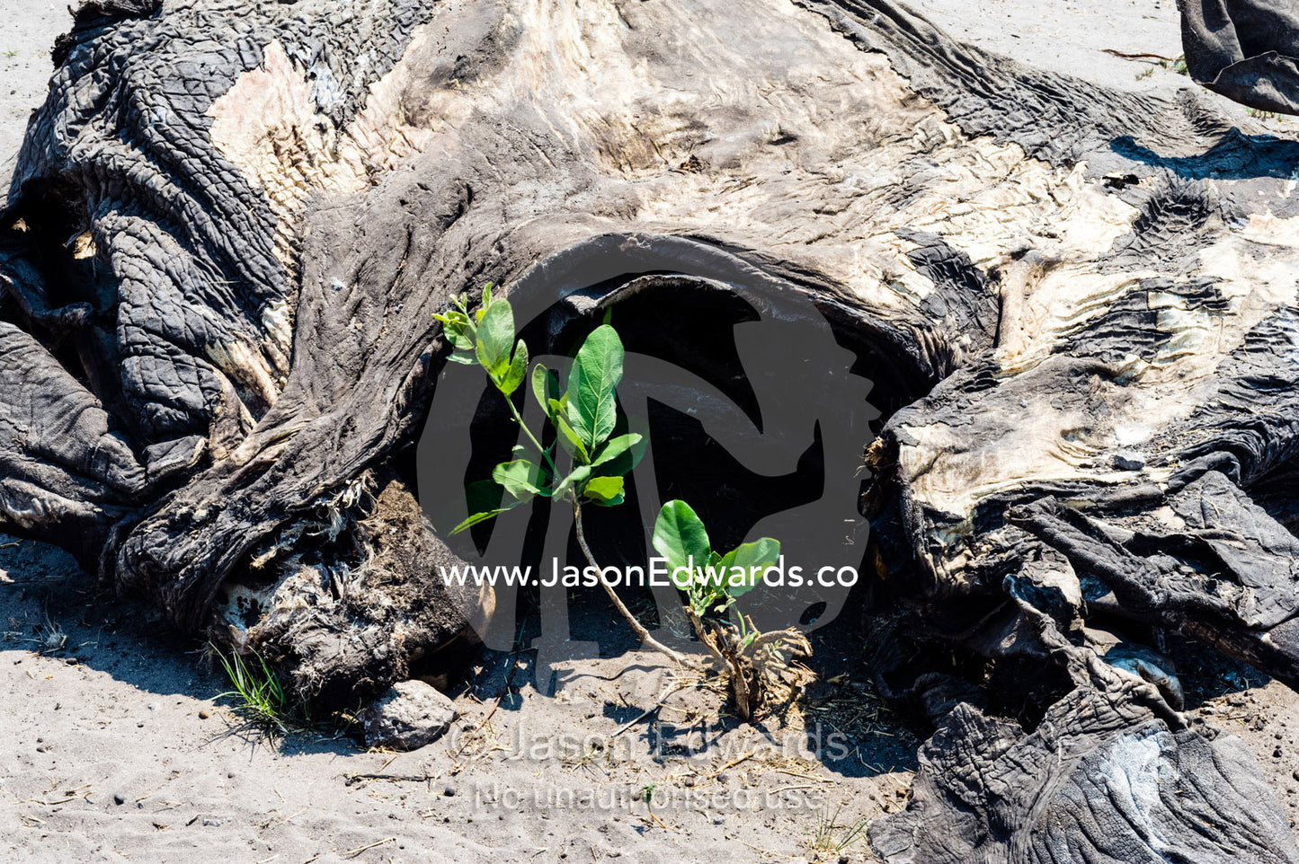 A plant sprouting by the carcass of leathery skin of a dead African Elephant calf that died during the dry season. Chobe National Park, Botswana, Africa.