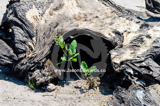 A plant sprouting by the carcass of leathery skin of a dead African Elephant calf that died during the dry season. Chobe National Park, Botswana, Africa.