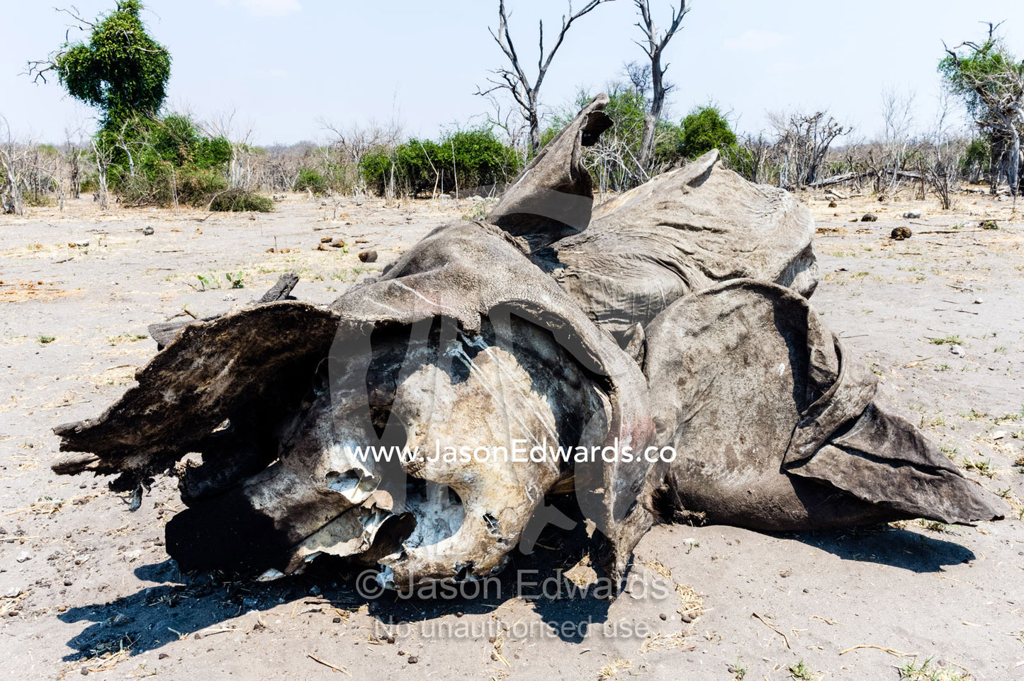 A carcass of leathery skin and bone of a dead African Elephant calf that died during the dry season. Chobe National Park, Botswana, Africa.