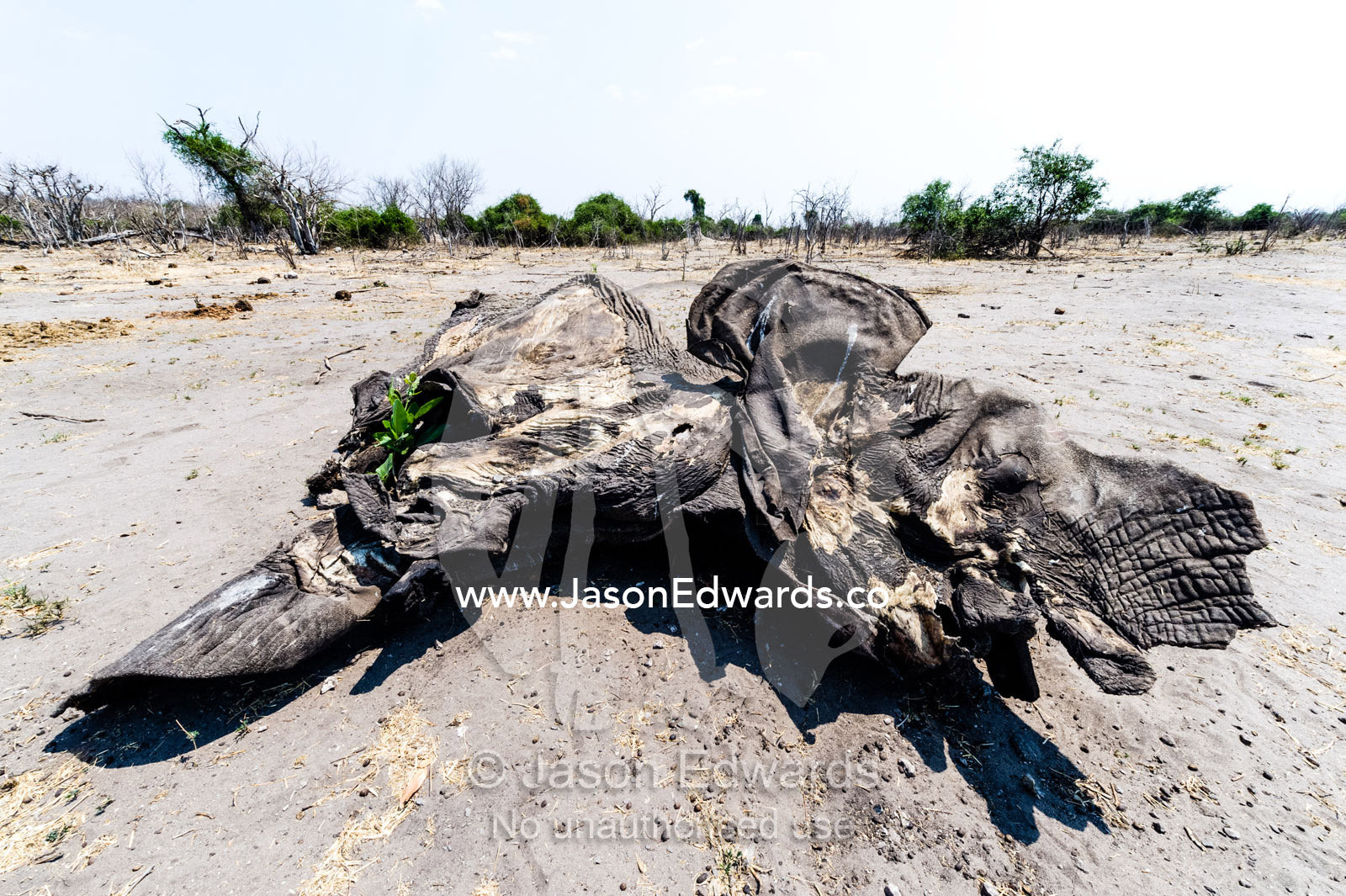 A carcass of leathery skin and bone of a dead African Elephant calf that died during the dry season. Chobe National Park, Botswana, Africa.