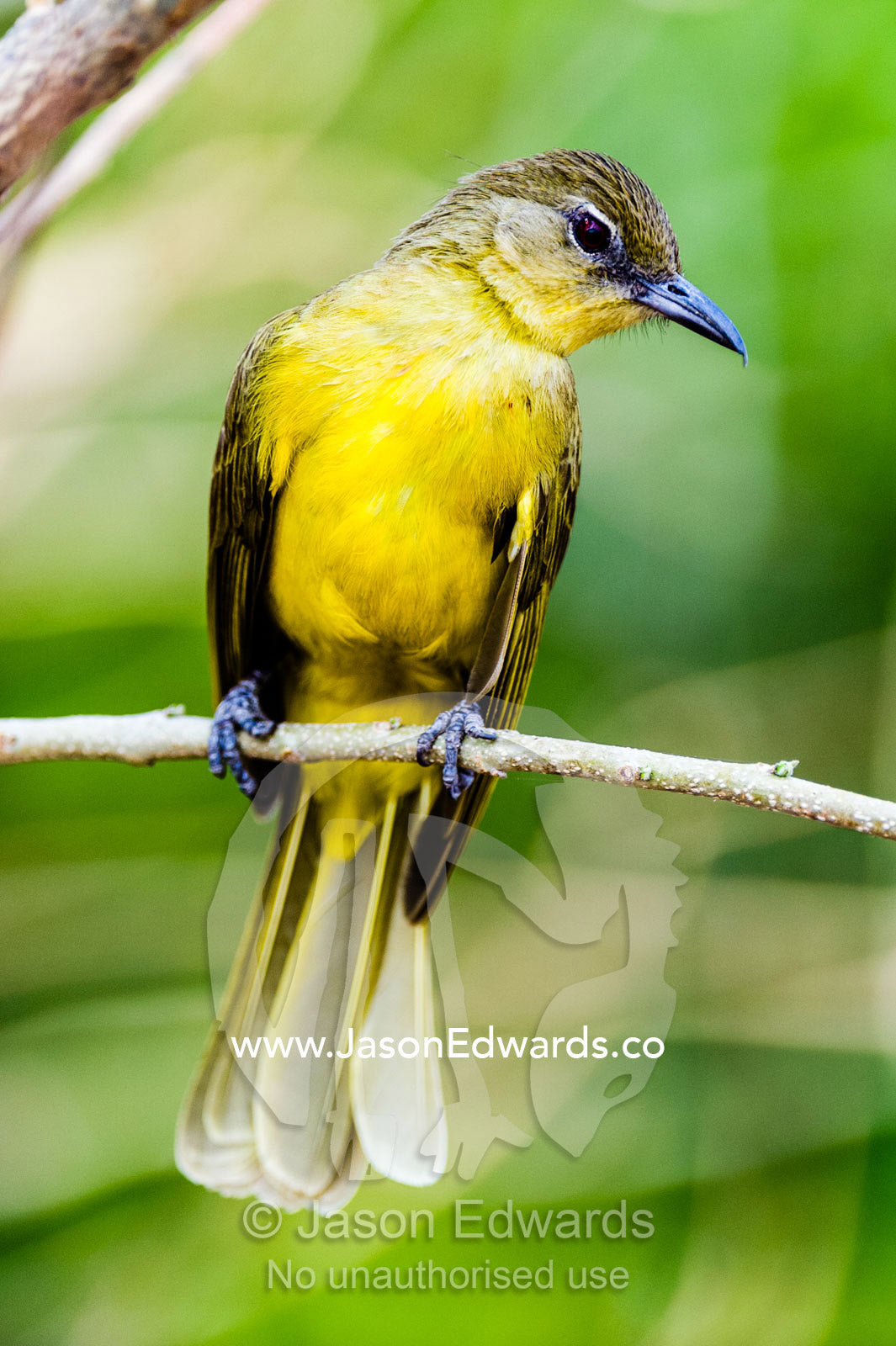 A yellow-bellied greenbul perched on a twig in the forest under-storey. Chobe River, Chobe National Park, Botswana, Africa.