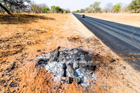 The charred remains of an African elephant slaughtered by poachers for bush meat and burned by National Park rangers to prevent the spread of Anthrax. Chobe National Park, Botswana, Africa.