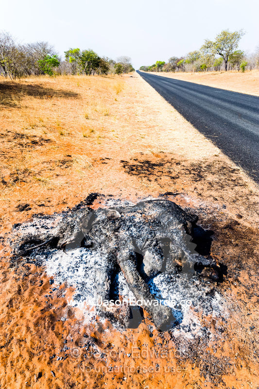 The charred remains of an African elephant slaughtered by poachers for bush meat and burned by National Park rangers to prevent the spread of Anthrax. Chobe National Park, Botswana, Africa.