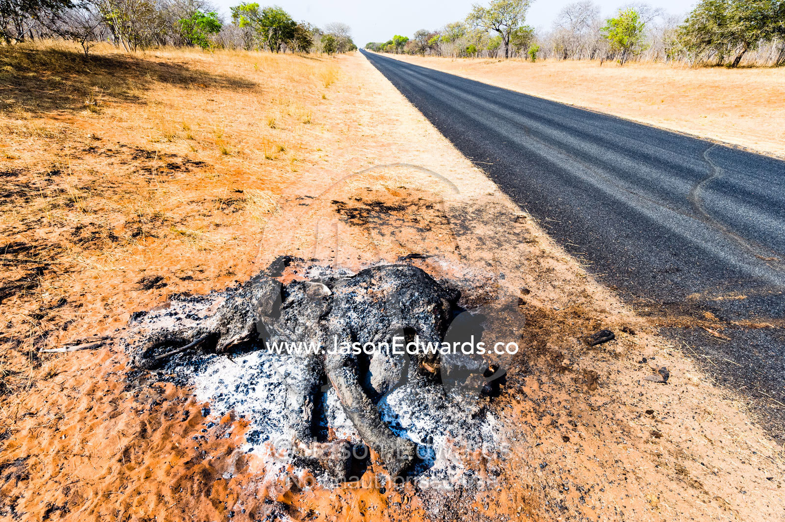The charred remains of an African elephant slaughtered by poachers for bush meat and burned by National Park rangers to prevent the spread of Anthrax. Chobe National Park, Botswana, Africa.