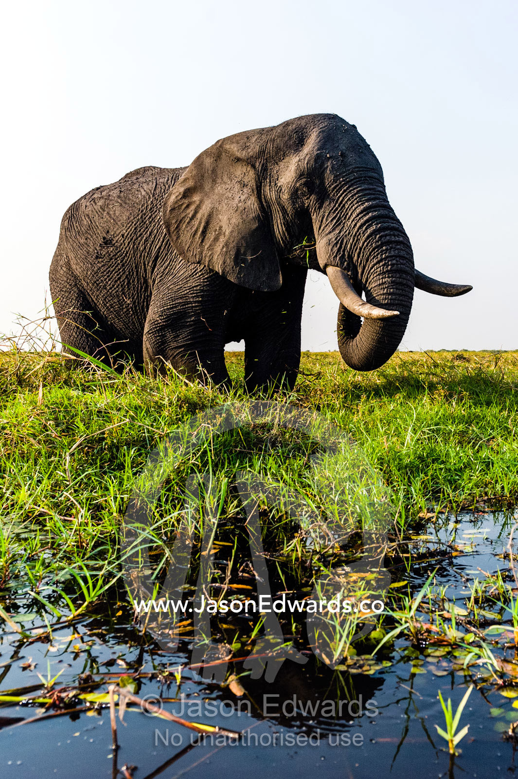 A large African elephant feeding on lush aquatic plants by a wetland island. Chobe River, Chobe National Park, Botswana, Africa.