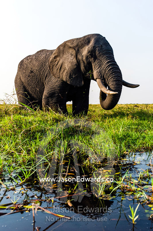 A large African elephant feeding on lush aquatic plants by a wetland island. Chobe River, Chobe National Park, Botswana, Africa.