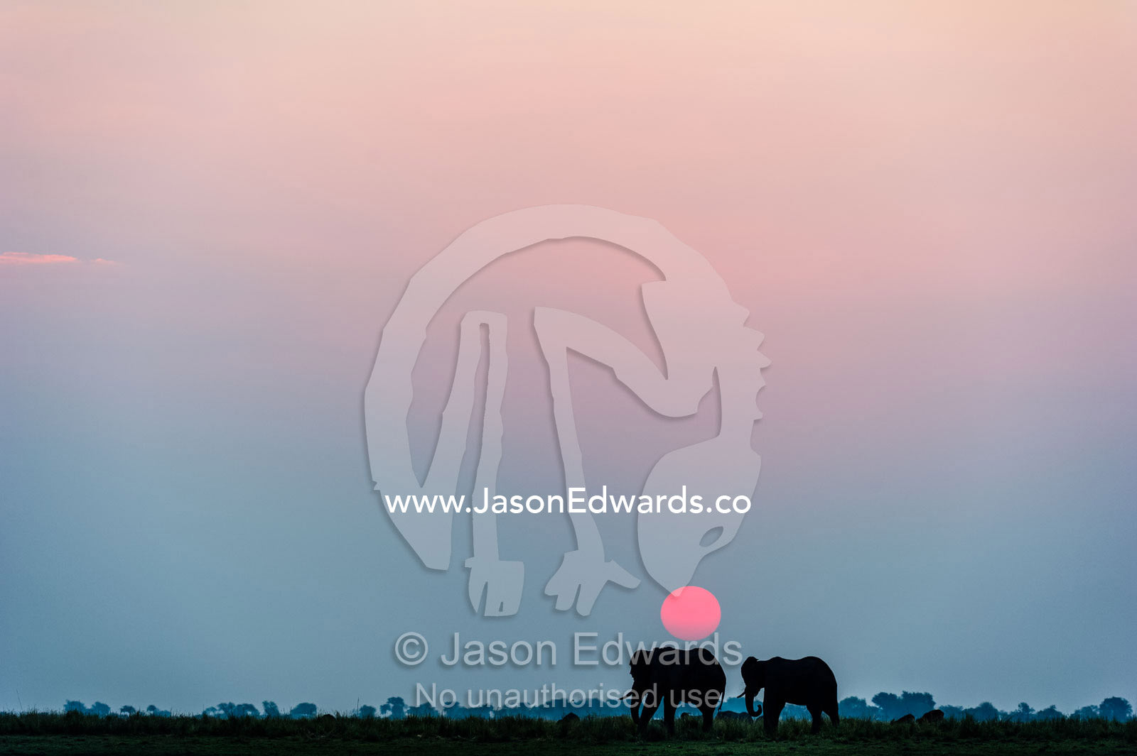 A pair of African elephants grazing on a wetland island beneath the setting sun. Chobe River, Chobe National Park, Botswana.