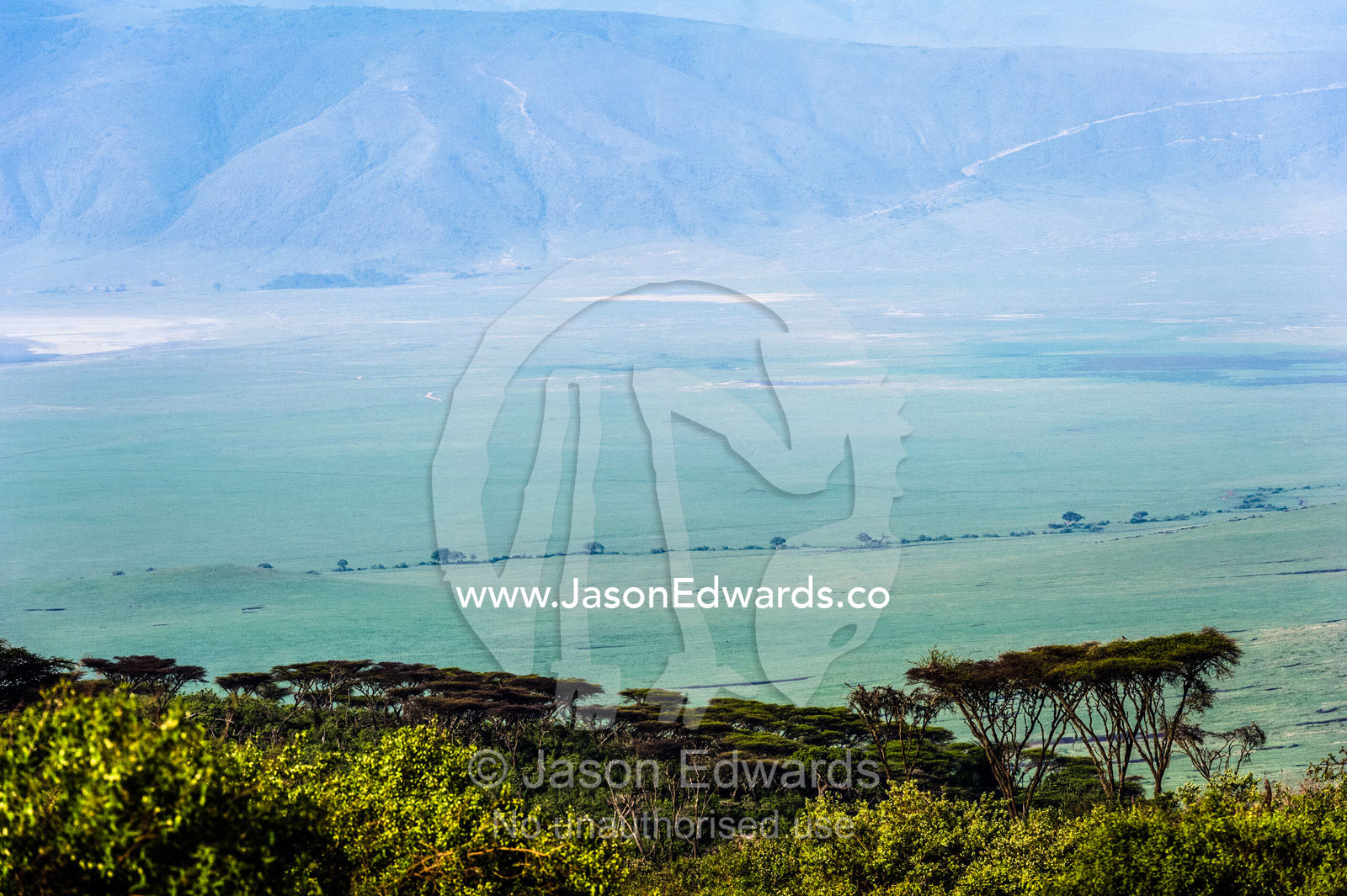 An Acacia forest canopy overlooks a volcano caldera and savannah plain. Ngorongoro Crater, Ngorongoro Conservation Area, Ngorongoro District, Tanzania.