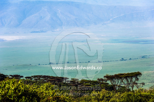 An Acacia forest canopy overlooks a volcano caldera and savannah plain. Ngorongoro Crater, Ngorongoro Conservation Area, Ngorongoro District, Tanzania.