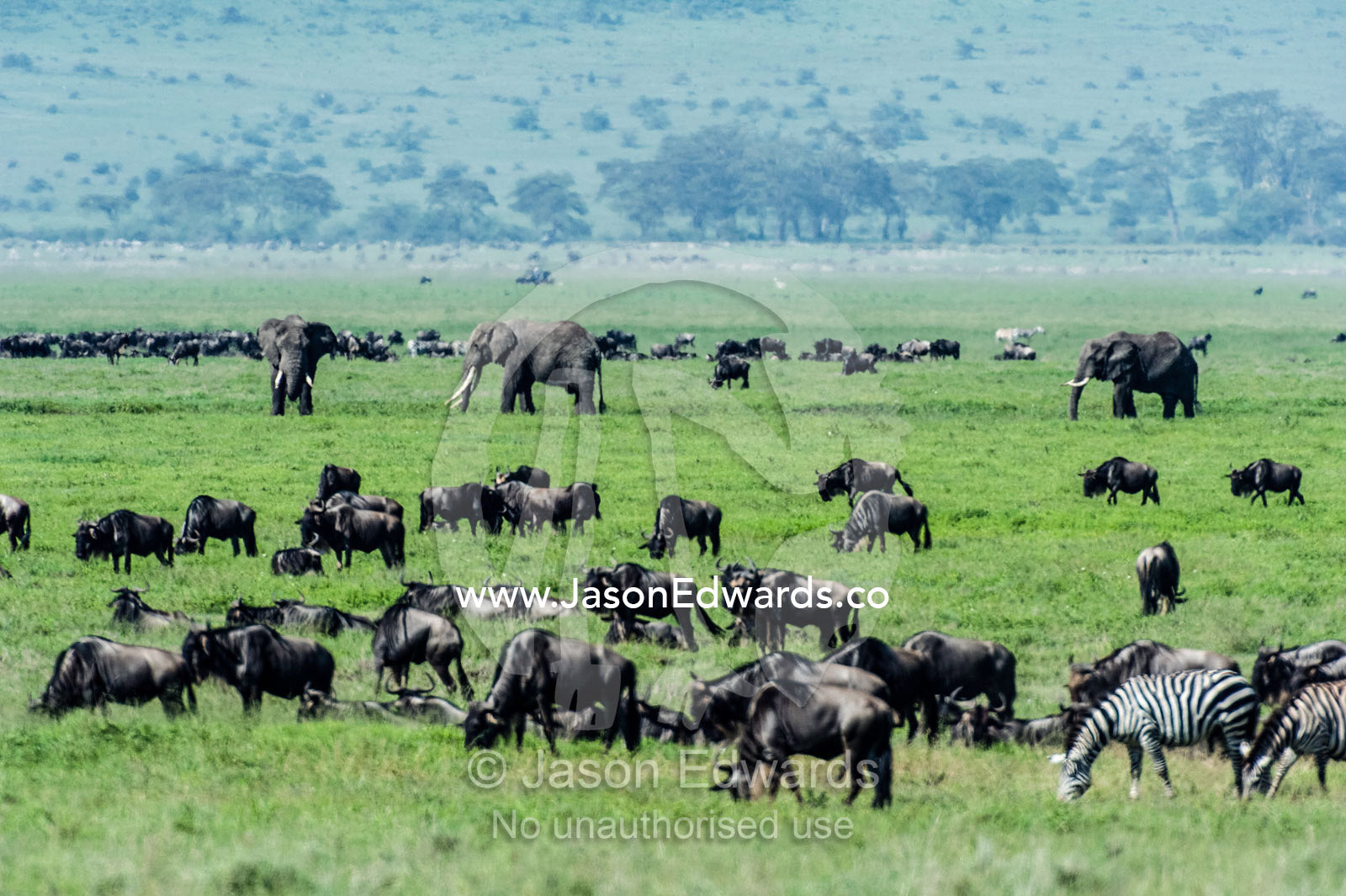 African Elephants, Zebra and Wildebeest graze on lush grasses in a volcano caldera. Ngorongoro Crater, Ngorongoro Conservation Area, Ngorongoro District, Tanzania.