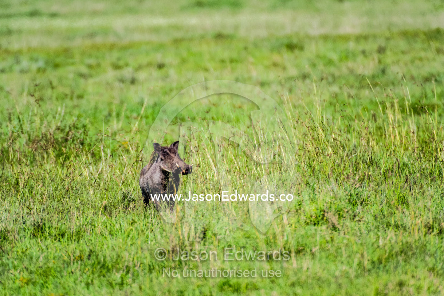 An alert and wary Warthog scours the savannah grassland for predators. Ngorongoro Crater, Ngorongoro Conservation Area, Ngorongoro District, Tanzania.