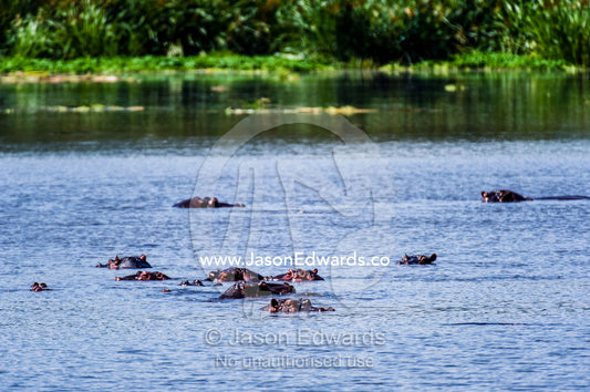 Nile Hippopotamus swimming in a reed-lined waterhole in a volcano caldera. Ngorongoro Crater, Ngorongoro Conservation Area, Ngorongoro District, Tanzania.
