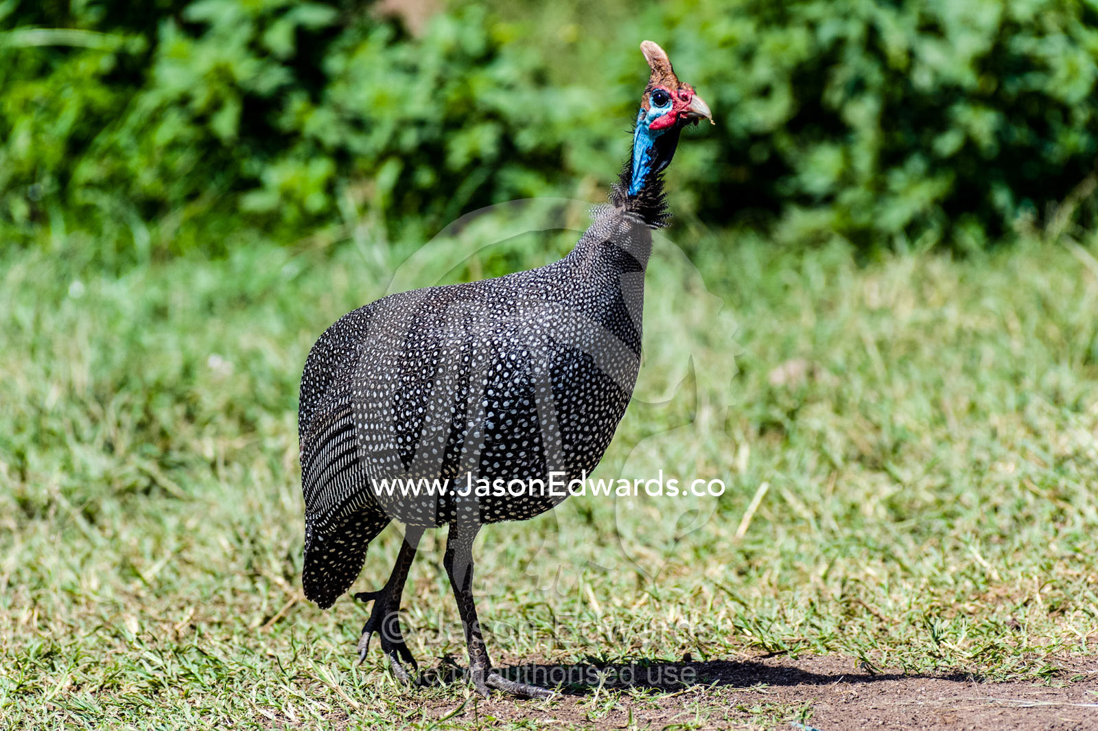 The colourful blue face and spotted plumage of the Helmeted Guineafowl. Ngorongoro Crater, Ngorongoro Conservation Area, Ngorongoro District, Tanzania.
