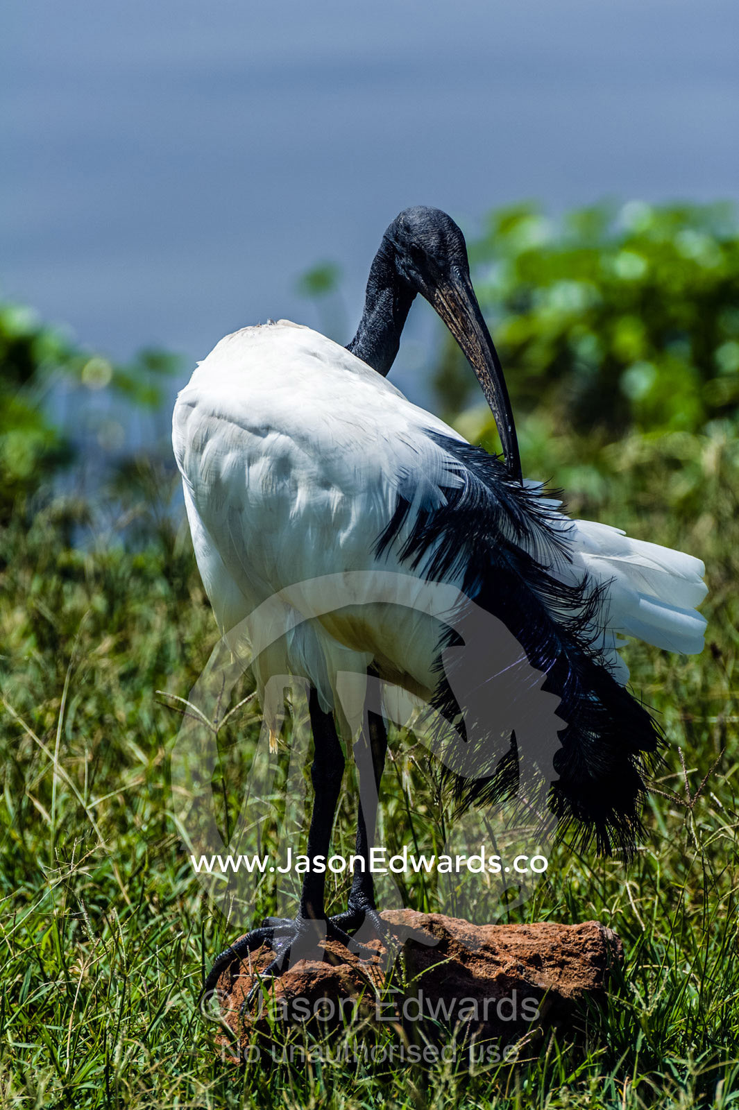 An African Sacred Ibis preening it's feathers with it's long beak. Ngorongoro Crater, Ngorongoro Conservation Area, Ngorongoro District, Tanzania.