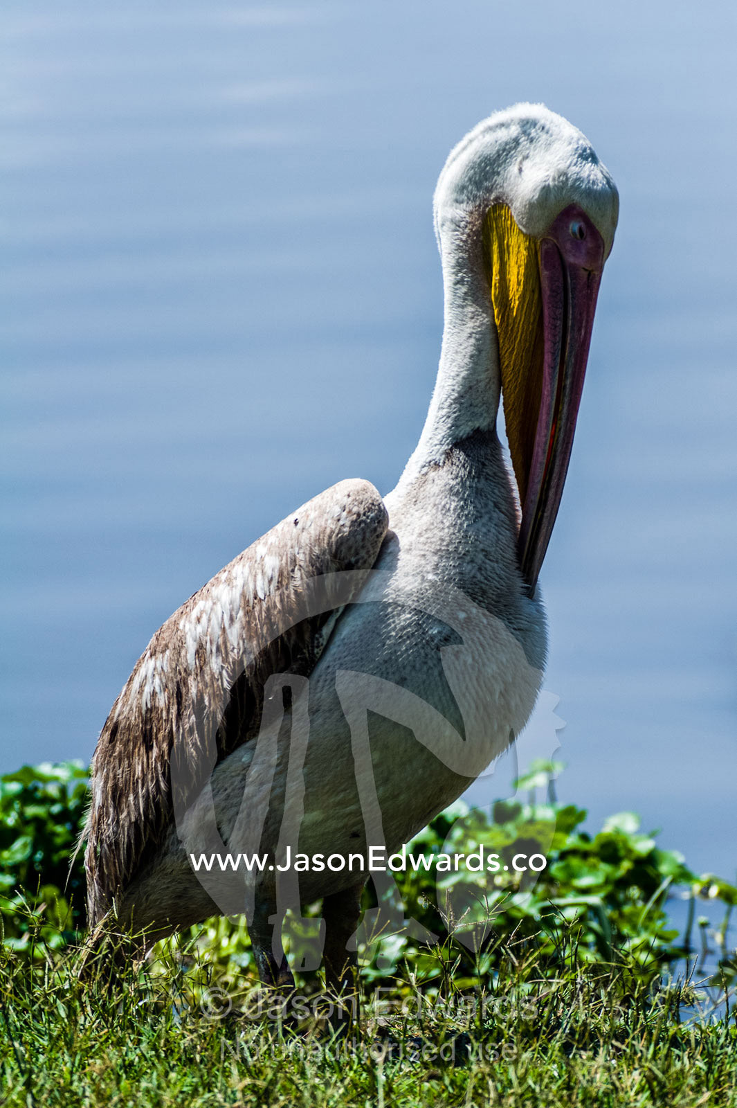 A Great White Pelican preens it's breast feathers with the tip of it's bill. Ngorongoro Crater, Ngorongoro Conservation Area, Ngorongoro District, Tanzania.