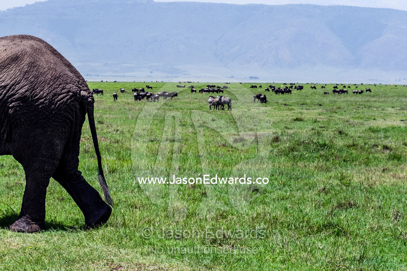 The rump and rear legs of an African Elephant walking across the savannah. Ngorongoro Crater, Ngorongoro Conservation Area, Ngorongoro District, Tanzania.