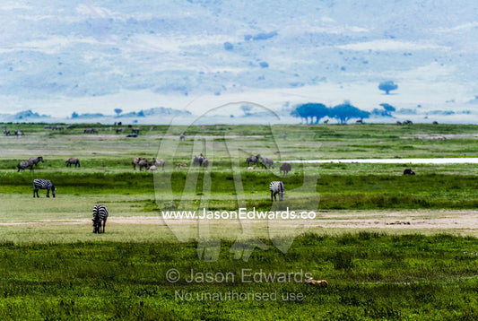 A Golden Jackal moves between Zebra grazing on the savannah. Ngorongoro Crater, Ngorongoro Conservation Area, Ngorongoro District, Tanzania.
