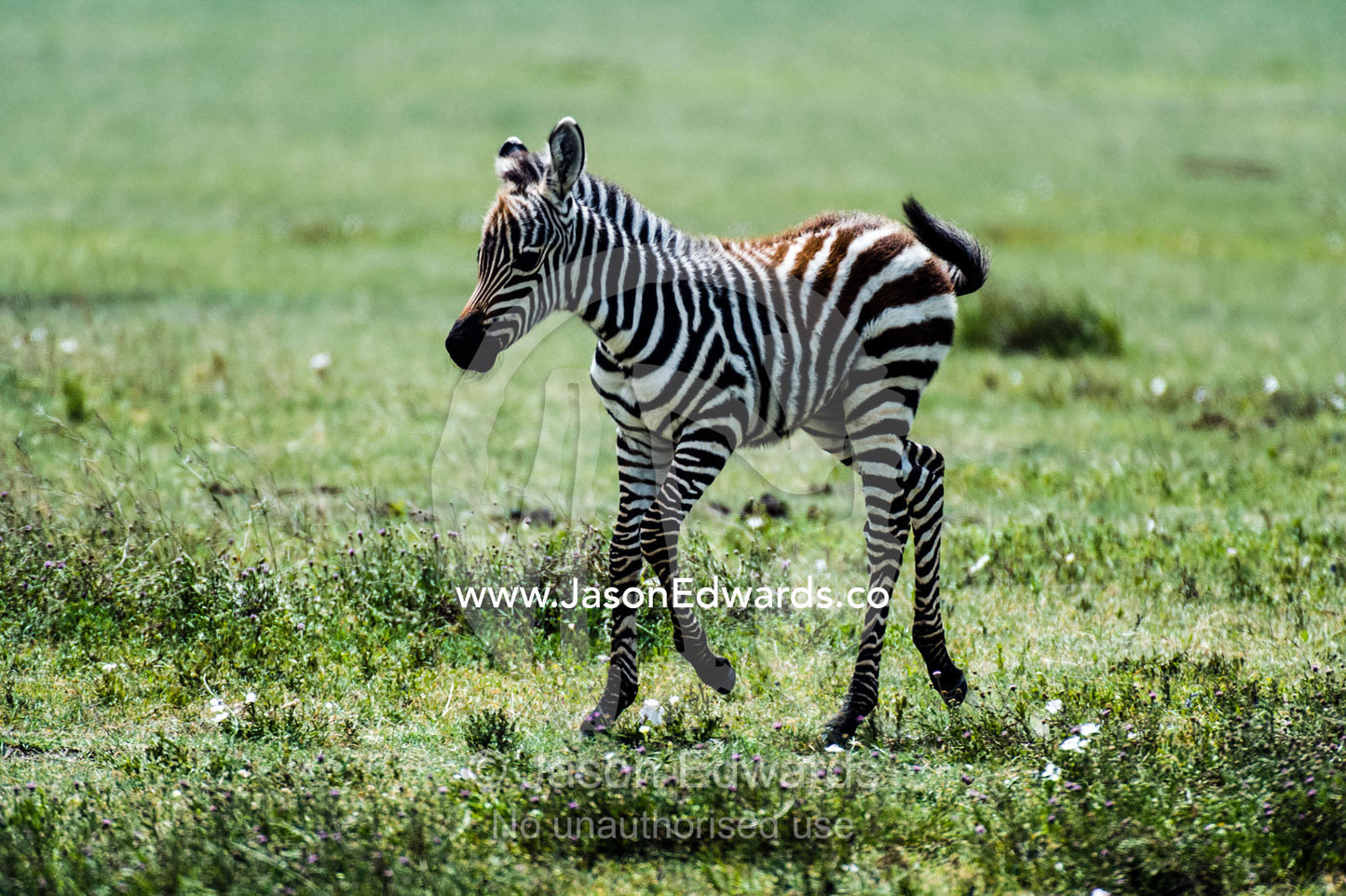 A Burchell's Zebra foal prancing across the savannah on a sunny day. Ngorongoro Crater, Ngorongoro Conservation Area, Ngorongoro District, Tanzania.