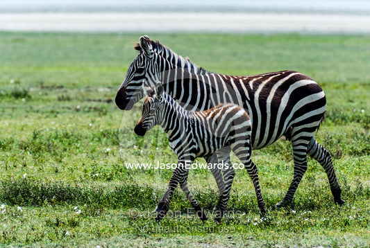 A Burchell's Zebra foal and it's mother trotting across the savannah plain. Ngorongoro Crater, Ngorongoro Conservation Area, Ngorongoro District, Tanzania.