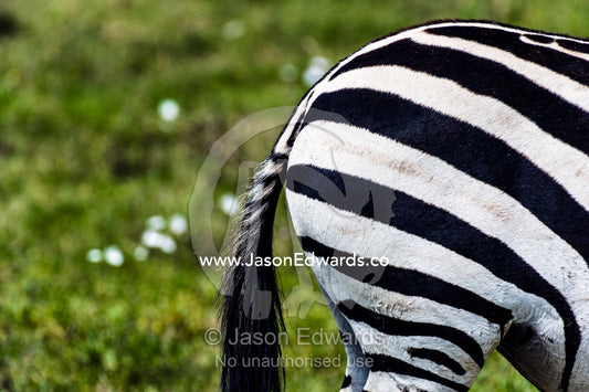 Black and white stripes on the rump and thigh of a Burchell's Zebra. Ngorongoro Crater, Ngorongoro Conservation Area, Ngorongoro District, Tanzania.