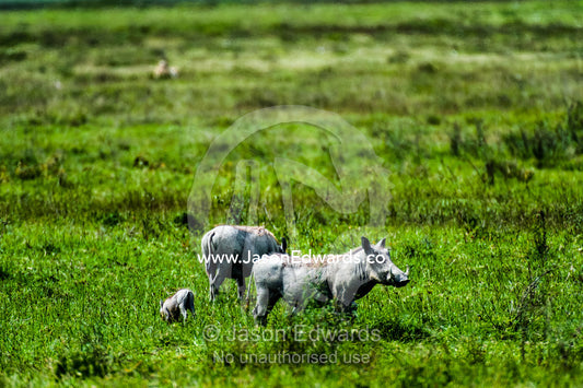 A family of Warthogs rummaging for food on a grassy plain. Ngorongoro Crater, Ngorongoro Conservation Area, Ngorongoro District, Tanzania.