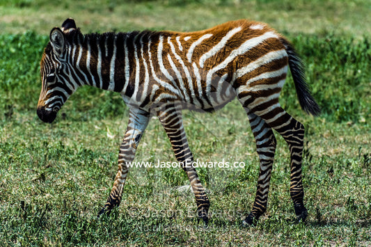 The fluffy red-brown fur on the hide of a young Burchell's Zebra foal. Ngorongoro Crater, Ngorongoro Conservation Area, Ngorongoro District, Tanzania.