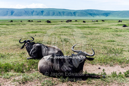 A pair of Blue Wildebeest resting on the savannah plain during the heat of the day. Ngorongoro Crater, Ngorongoro Conservation Area, Ngorongoro District, Tanzania.
