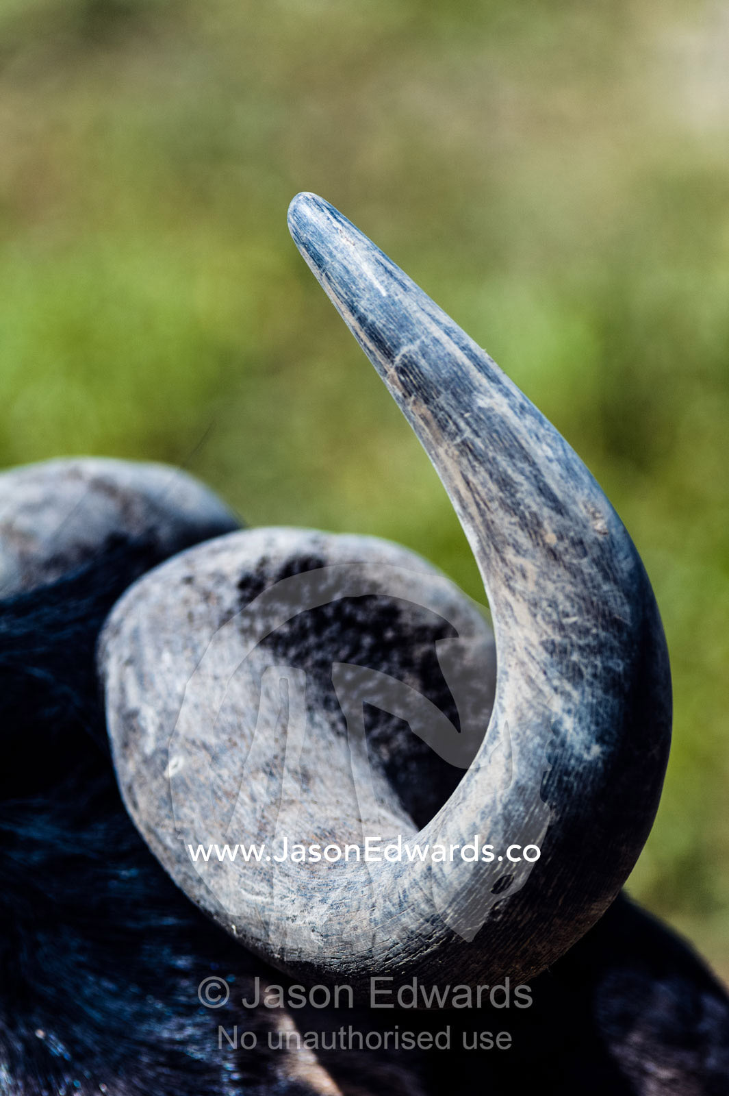 The curved and pointed horn tip of a Blue Wildebeest. Ngorongoro Crater, Ngorongoro Conservation Area, Ngorongoro District, Tanzania.