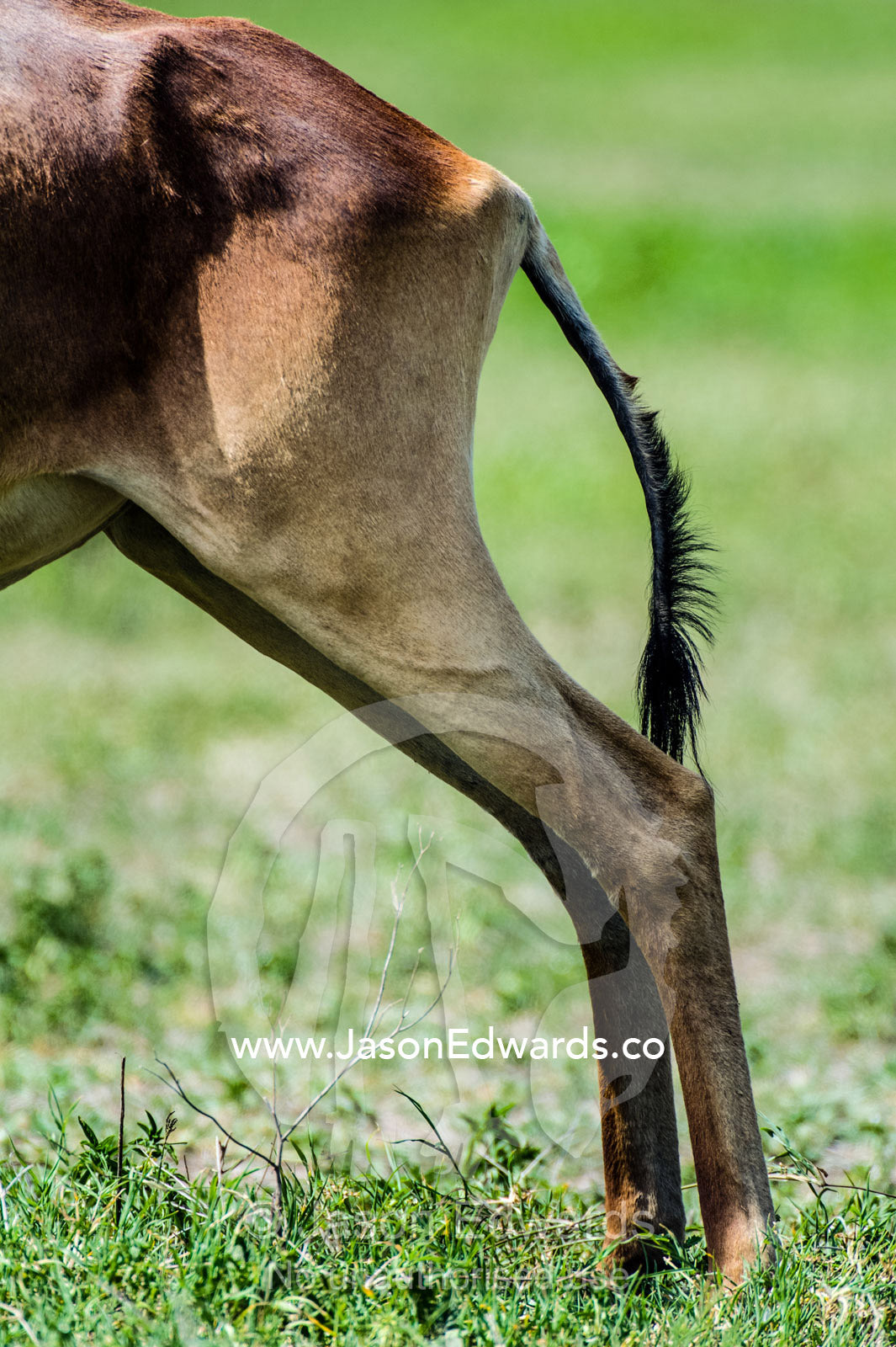 The hindquarters, rear legs and tail of a Coke's Hartebeest. Ngorongoro Crater, Ngorongoro Conservation Area, Ngorongoro District, Tanzania.