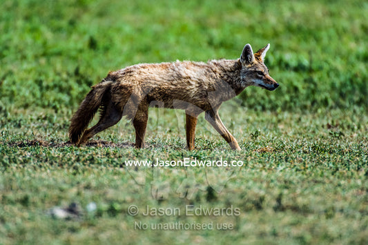 A Golden Jackal hunting on the savannah plain for prey. Ngorongoro Crater, Ngorongoro Conservation Area, Ngorongoro District, Tanzania.
