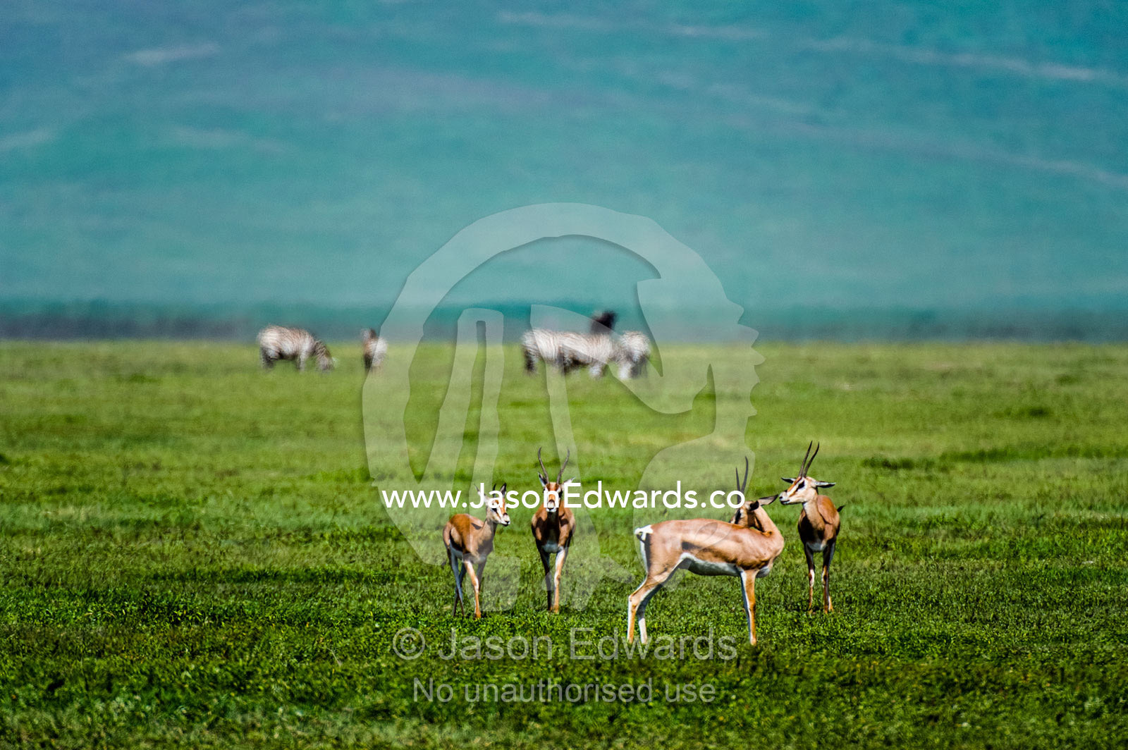 A bachelor herd of male Grant's Gazelle on a savannah plain in a volcano caldera. Ngorongoro Crater, Ngorongoro Conservation Area, Ngorongoro District, Tanzania.