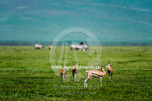 A bachelor herd of male Grant's Gazelle on a savannah plain in a volcano caldera. Ngorongoro Crater, Ngorongoro Conservation Area, Ngorongoro District, Tanzania.