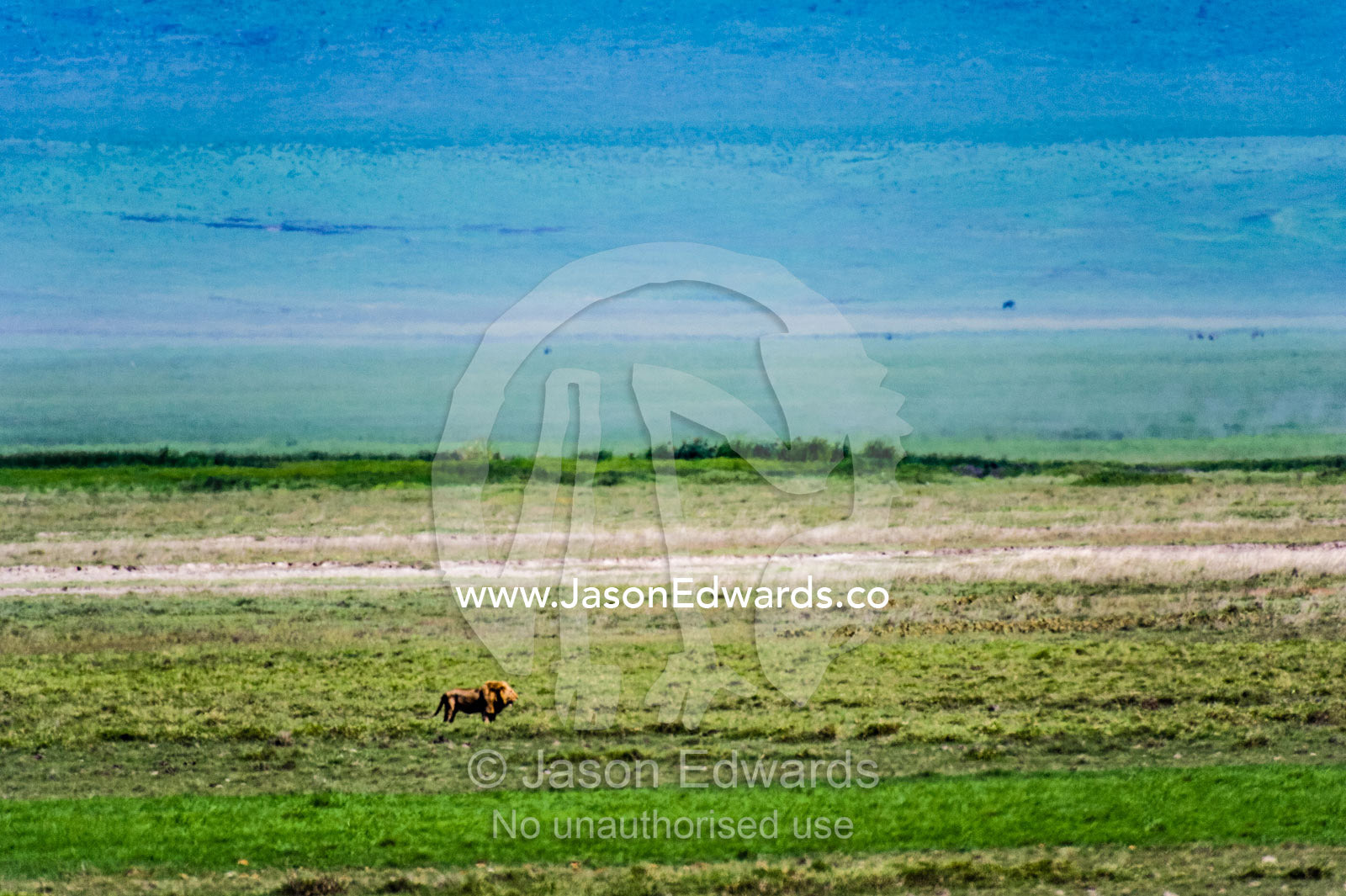 A male African Lion dwarfed by a vast savannah plain on the floor of a volcano caldera. Ngorongoro Crater, Ngorongoro Conservation Area, Ngorongoro District, Tanzania.