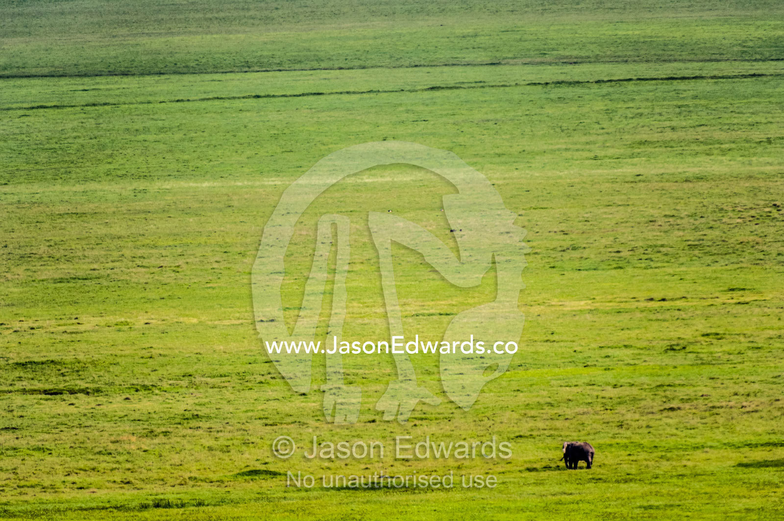An African Elephant dwarfed by a vast savannah plain on the floor of a volcano caldera. Ngorongoro Crater, Ngorongoro Conservation Area, Ngorongoro District, Tanzania.