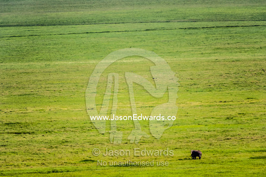 An African Elephant dwarfed by a vast savannah plain on the floor of a volcano caldera. Ngorongoro Crater, Ngorongoro Conservation Area, Ngorongoro District, Tanzania.