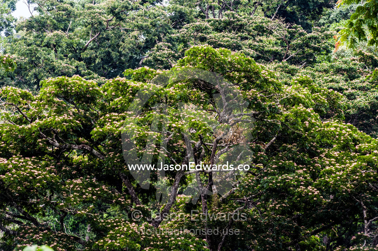 Dense evergreen forests and highland trees cover the steep slopes of a volcano crater. Ngorongoro Crater, Ngorongoro Conservation Area, Ngorongoro District, Tanzania.