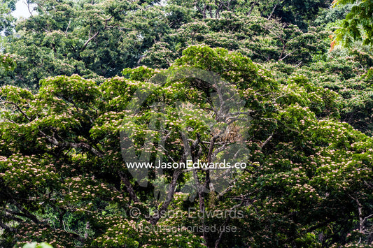 Dense evergreen forests and highland trees cover the steep slopes of a volcano crater. Ngorongoro Crater, Ngorongoro Conservation Area, Ngorongoro District, Tanzania.