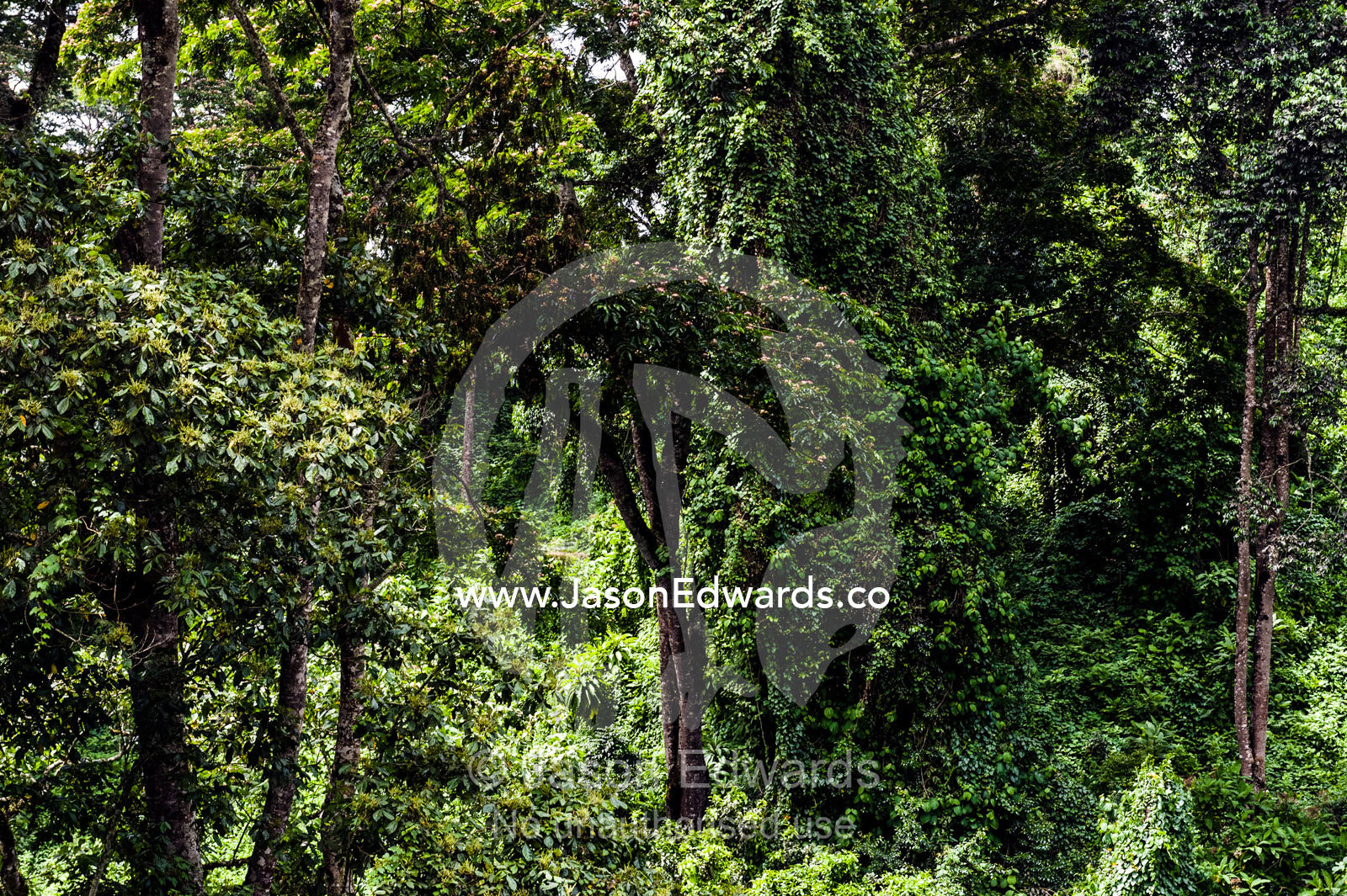 Dense evergreen forests and highland trees cover the steep slopes of a volcano crater. Ngorongoro Crater, Ngorongoro Conservation Area, Ngorongoro District, Tanzania.