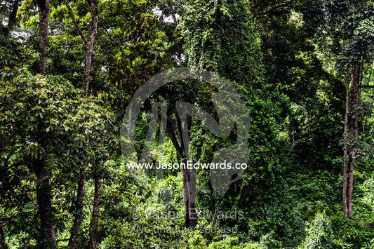 Dense evergreen forests and highland trees cover the steep slopes of a volcano crater. Ngorongoro Crater, Ngorongoro Conservation Area, Ngorongoro District, Tanzania.