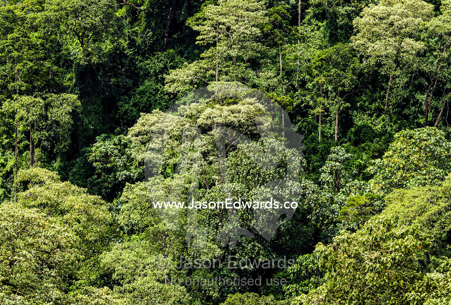 Dense evergreen forests and highland trees cover the steep slopes of a volcano crater. Ngorongoro Crater, Ngorongoro Conservation Area, Ngorongoro District, Tanzania.