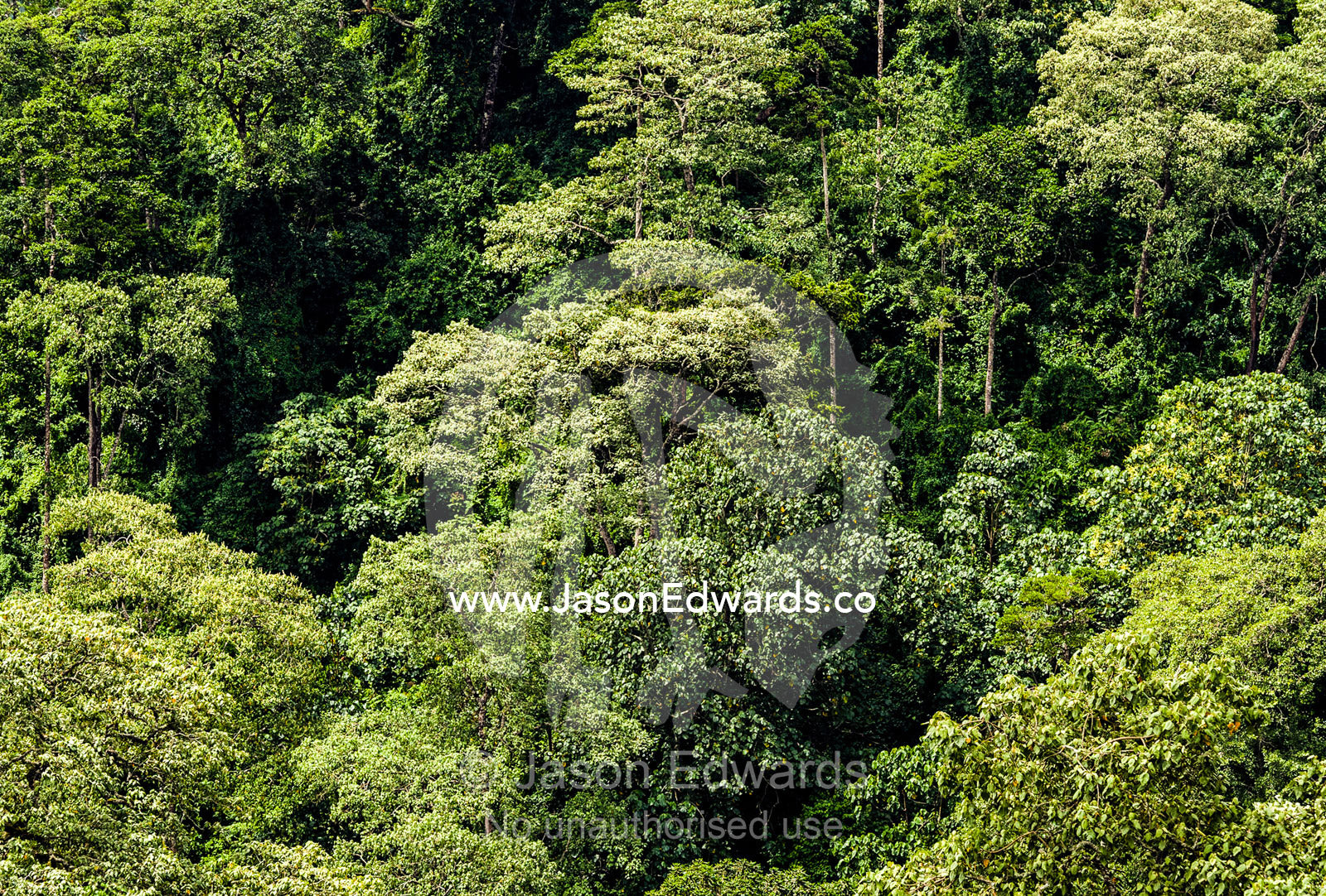 Dense evergreen forests and highland trees cover the steep slopes of a volcano crater. Ngorongoro Crater, Ngorongoro Conservation Area, Ngorongoro District, Tanzania.