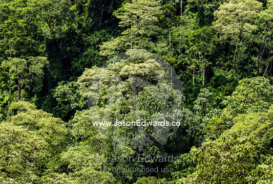 Dense evergreen forests and highland trees cover the steep slopes of a volcano crater. Ngorongoro Crater, Ngorongoro Conservation Area, Ngorongoro District, Tanzania.